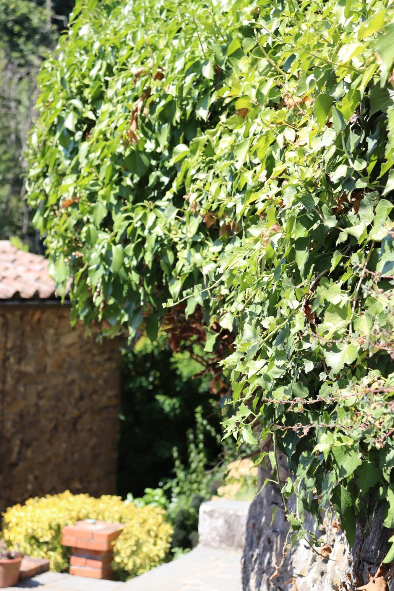 Carpe diem Colognora Villa Vetriano Esterno foto